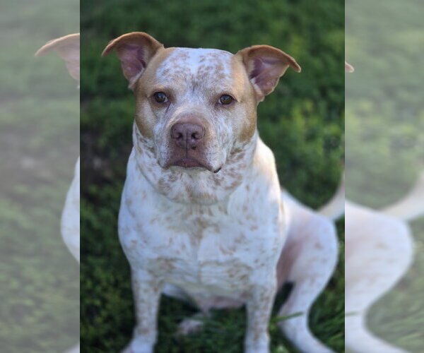 Medium Photo #3 American Pit Bull Terrier-Unknown Mix Puppy For Sale in Bardstown, KY, USA