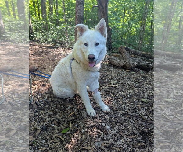Medium Photo #4 Great Pyrenees-Unknown Mix Puppy For Sale in Grafton, WI, USA
