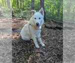 Small #3 Great Pyrenees Mix