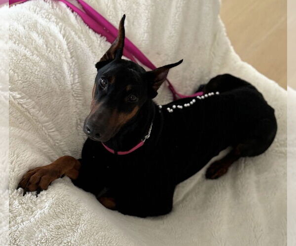 Medium Photo #3 Doberman Pinscher Puppy For Sale in Dana Point, CA, USA