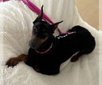 Small #2 Doberman Pinscher