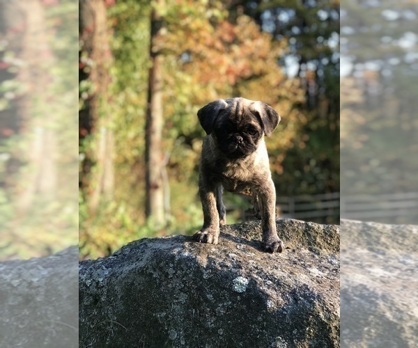 Medium Photo #7 Pug Puppy For Sale in CANTON, CT, USA