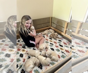 Golden Retriever Litter for sale in CONCORD, VA, USA