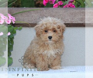 Maltipoo Puppy for sale in RISING SUN, MD, USA