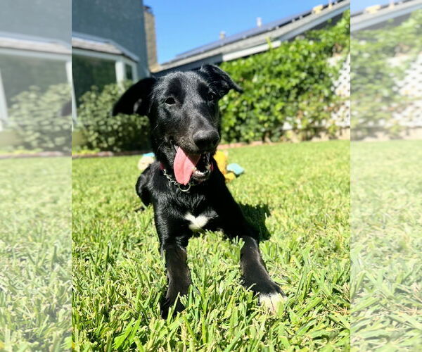 Medium Photo #5 Labrador Retriever-Unknown Mix Puppy For Sale in San Diego, CA, USA