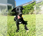 Small #4 Labrador Retriever Mix