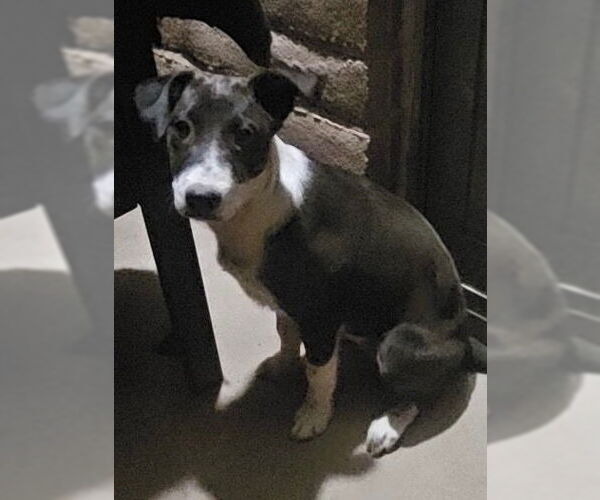 Medium Photo #1 Mutt Puppy For Sale in Williamsburg, NM, USA