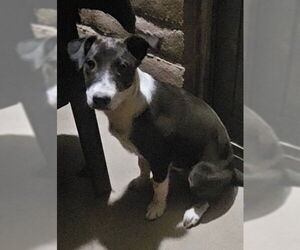 Mutt Dogs for adoption in Williamsburg, NM, USA