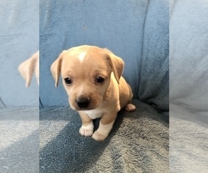 Chiweenie Puppy for sale in MILWAUKEE, WI, USA