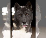 Small #3 Akita