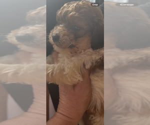 Maltipoo Puppy for Sale in VENETA, Oregon USA