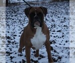 Small Photo #1 Boxer Puppy For Sale in SHIPSHEWANA, IN, USA