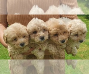 Maltipoo-Poodle (Miniature) Mix Puppy for sale in ORANGE, CT, USA