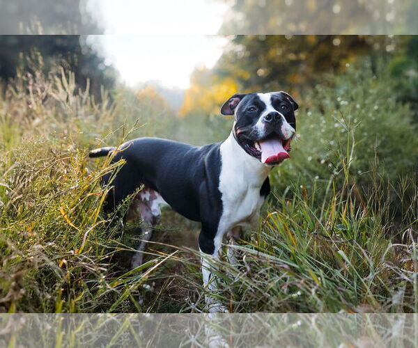 Medium Photo #4  Puppy For Sale in , 