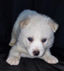 Siberian Husky Puppy for sale in BATTLE CREEK, MI, USA