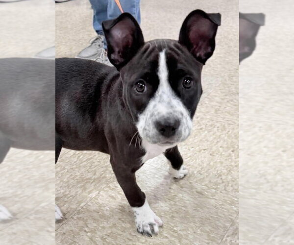 Medium Photo #4 Mutt Puppy For Sale in Wenonah, NJ, USA