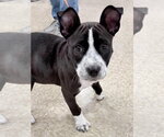 Small #3 Mutt