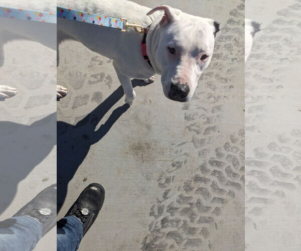 Medium Photo #4 American Pit Bull Terrier Puppy For Sale in Berkeley, CA, USA