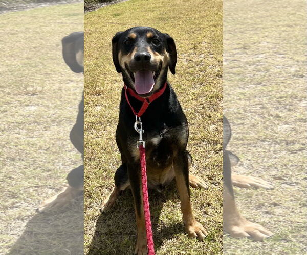 Medium Photo #12 Labrottie Puppy For Sale in Munford, TN, USA