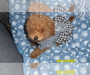 Poodle (Toy) Puppy for sale in DULUTH, GA, USA