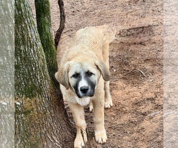 Medium Photo #1 Anatolian Shepherd-Great Pyrenees Mix Puppy For Sale in Higley, AZ, USA