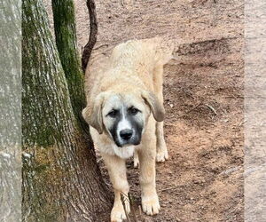Anatolian Shepherd-Great Pyrenees Mix Dogs for adoption in Higley, AZ, USA