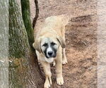 Small Anatolian Shepherd-Great Pyrenees Mix