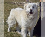Small #3 Great Pyrenees