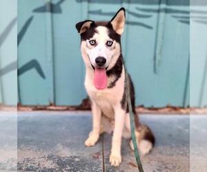 Siberian Husky Dogs for adoption in Long Beach, CA, USA