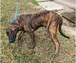 Small #5 Plott Hound Mix