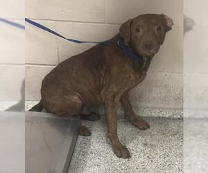 Mutt Dogs for adoption in Conroe, TX, USA