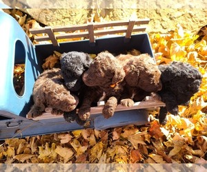 Doodle-Goldendoodle Mix Puppy for sale in CROSSVILLE, TN, USA