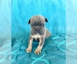 Small #5 English Bulldog