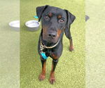 Small Doberman Pinscher Mix