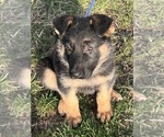Puppy Red Collar German Shepherd Dog