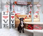 Small #63 American Pit Bull Terrier Mix