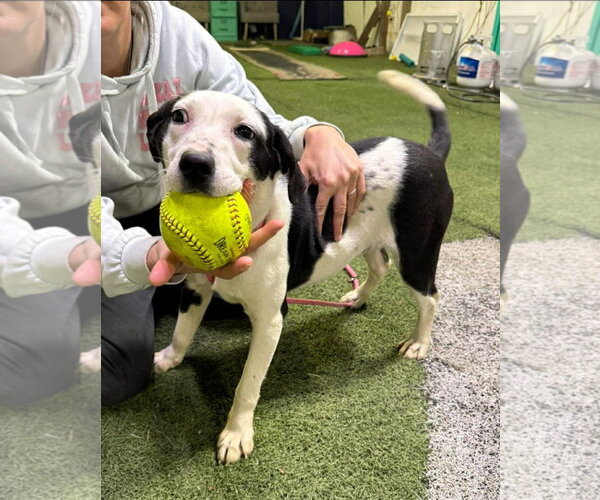 Medium Photo #2 Borador Puppy For Sale in Alexander, AR, USA