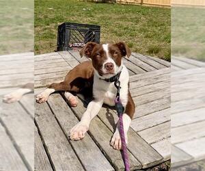 Mutt Dogs for adoption in Brewster, MA, USA