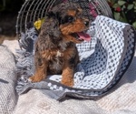 Small #4 Cavapoo