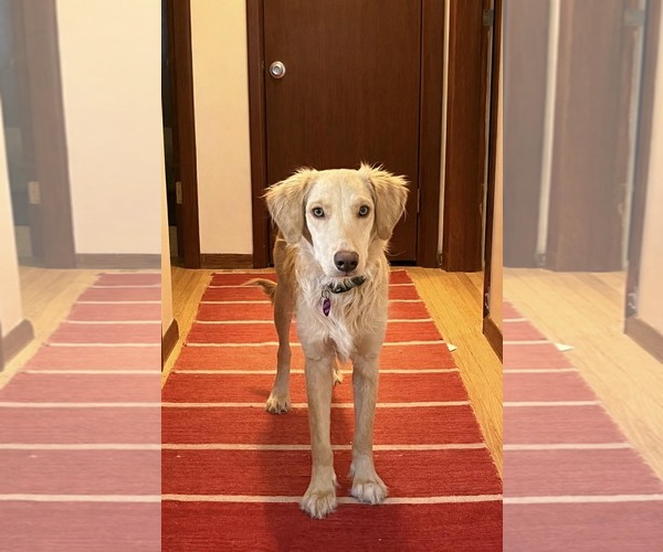 Medium Photo #6 Golden Labrador Puppy For Sale in Minneapolis, MN, USA