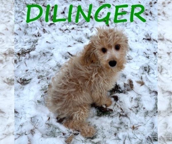 Medium Photo #3 Cavapoo (Miniature) Puppy For Sale in HARTLAND, MN, USA