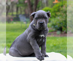 Small Cane Corso