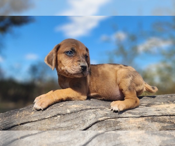 Medium Photo #3 Catahoula Leopard Dog Puppy For Sale in CUMBY, TX, USA