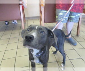 American Staffordshire Terrier-Unknown Mix Dogs for adoption in Ocala, FL, USA