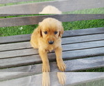 Small #1 Golden Retriever