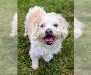 Zuchon Dogs for adoption in Akron, OH, USA