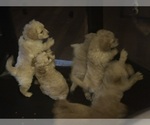 Small #24 Cock-A-Poo-Maltipoo Mix