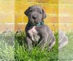 Small #7 Great Dane