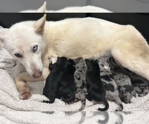 Mother of the Aussie Siberian puppies born on 02/12/2026