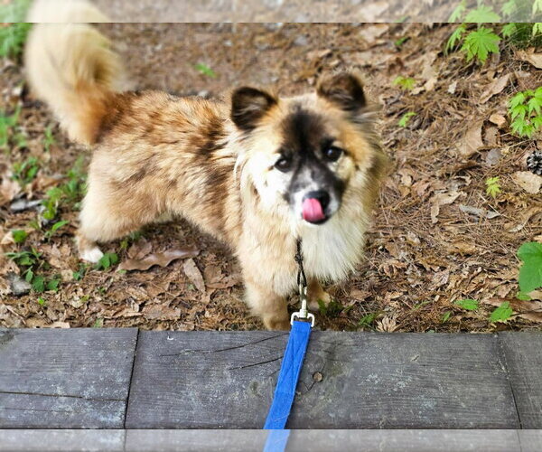 Medium Photo #2 Keeshond-pomeranian spitz Mix Puppy For Sale in Agoura Hills, CA, USA